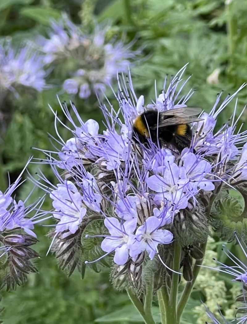 Wye Valley Flowers Gallery