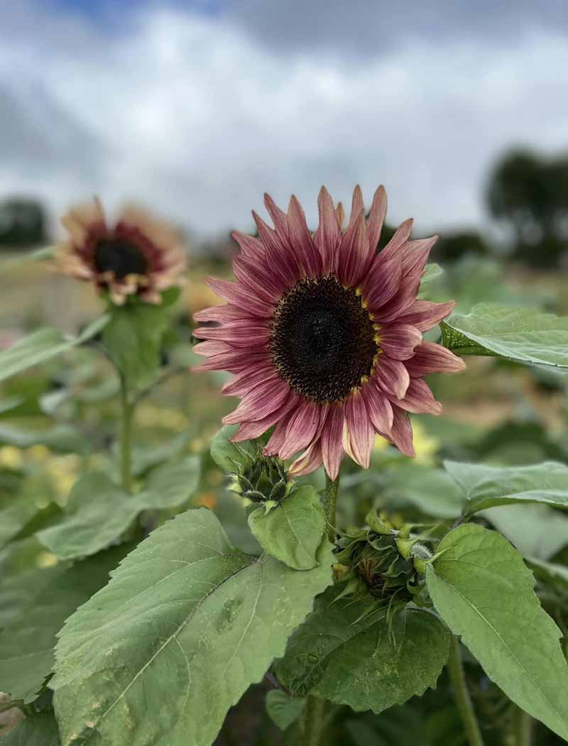 Wye Valley Flowers Gallery